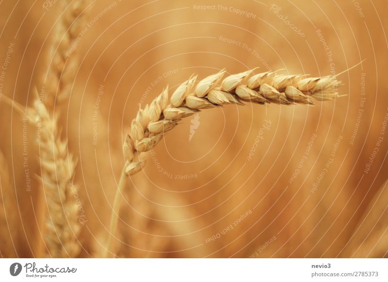 Got the spike Environment Nature Landscape Beautiful weather Plant Grass Agricultural crop Meadow Field Yellow Gold Spring fever Wheat Wheatfield Wheat ear
