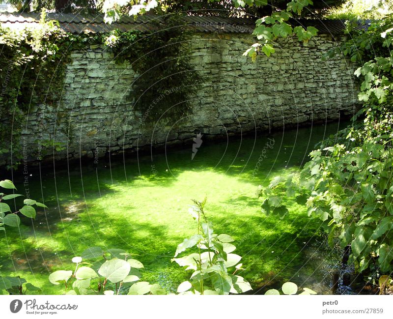 At the small stream in the park Wall (barrier) Rubble Brook Summer Midday sun Green Wet Shaft of light Glistening Light Aquatic plant Overgrown Park River Water