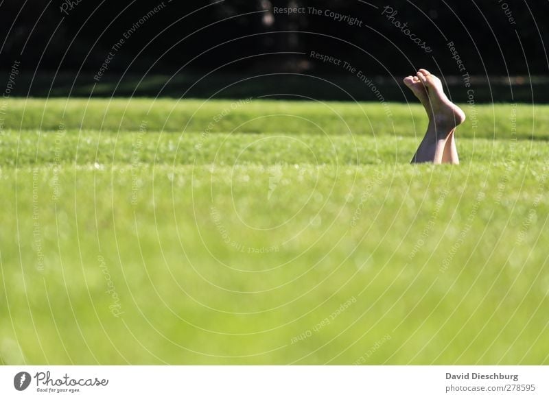 meadow diving Relaxation Calm Summer Life Feet 1 Human being Nature Beautiful weather Grass Foliage plant Garden Park Meadow Green Black Spring fever Lie Legs