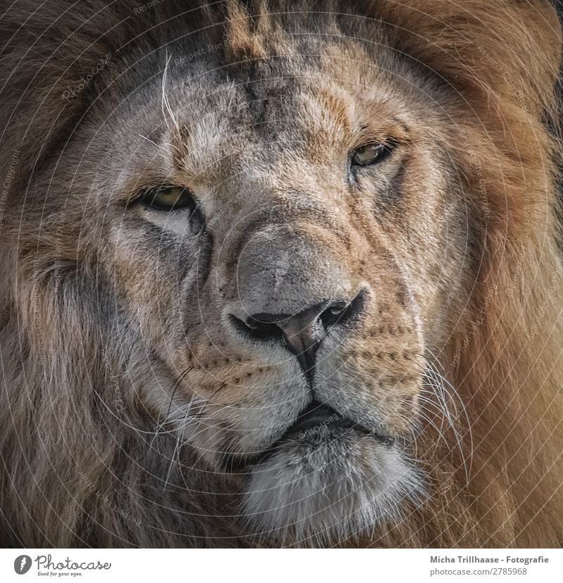 Lion Portrait Nature Animal Sunlight Wild animal Animal face Pelt Lion's mane Eyes Muzzle Nose Facial hair 1 Observe Glittering Looking Exotic Near Yellow