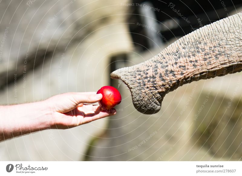 encounter Food Apple Eating Feed Feeding Arm Hand Fingers 1 Human being Animal Wild animal Zoo Trunk Elephant Nose Help Colour photo Exterior shot Day