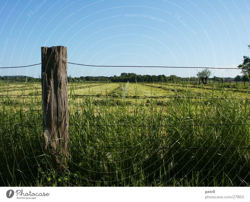 spring meadow Meadow Horizon Wire Fence Grass Lawn Green Pole Sky Blue Sun