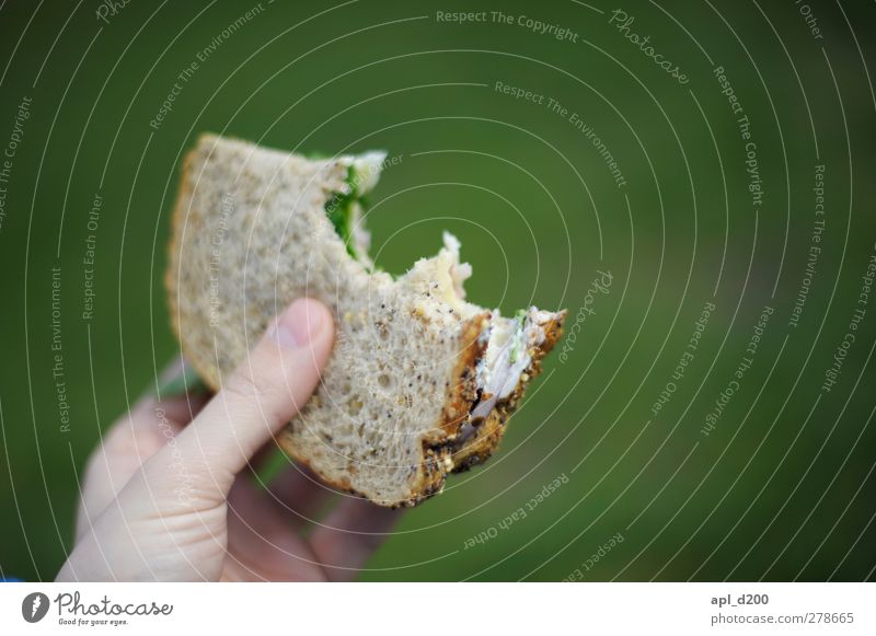 snack Food Bread Vegetarian diet Eating Authentic Green Colour photo Exterior shot Close-up Copy Space right Copy Space top Day Bright background Isolated Image