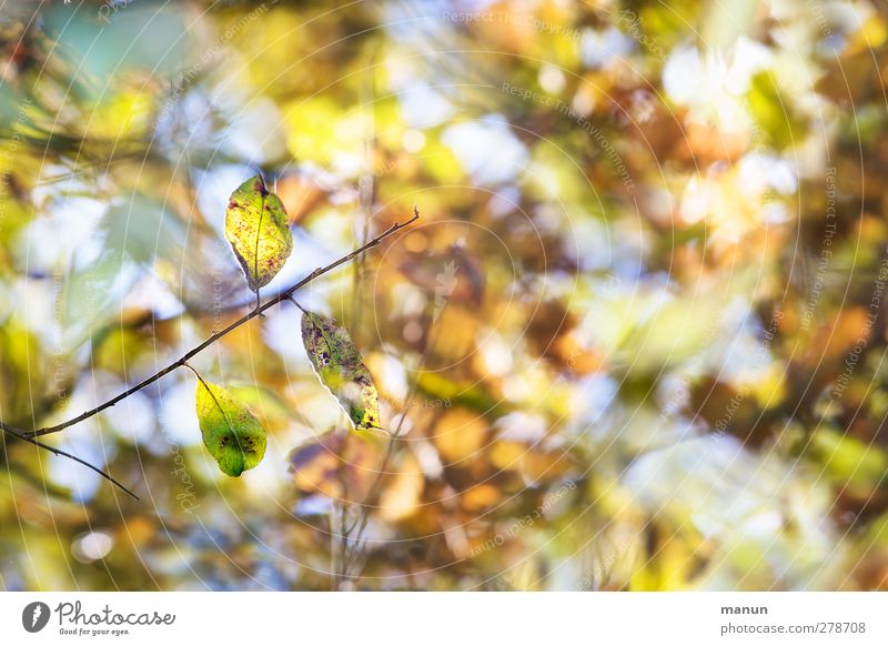 Autumn Nature Tree Bushes Leaf Autumnal Autumnal colours Early fall Multicoloured Colour photo Exterior shot Deserted Copy Space right Day Contrast Silhouette