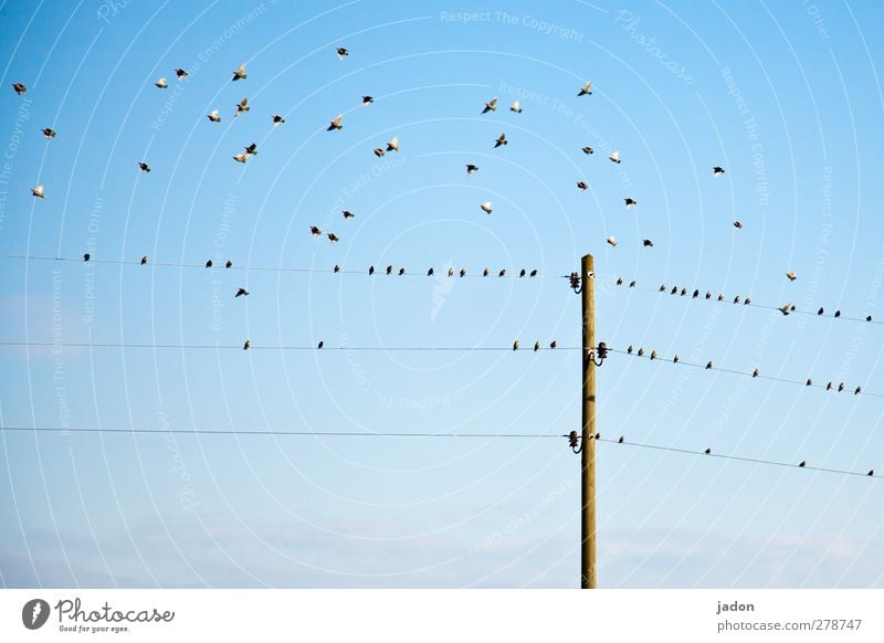 should we stay or should we go? Energy industry Animal Air Sky Beautiful weather Bird Group of animals Flock Flying Sit Blue Nerviness Starling bird troop