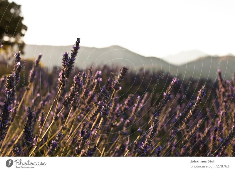 lavender Cycling tour Summer vacation Sun Landscape Plant Bushes Agricultural crop Field Hill Fragrance To enjoy Violet Romance Beautiful Colour Nature Provence