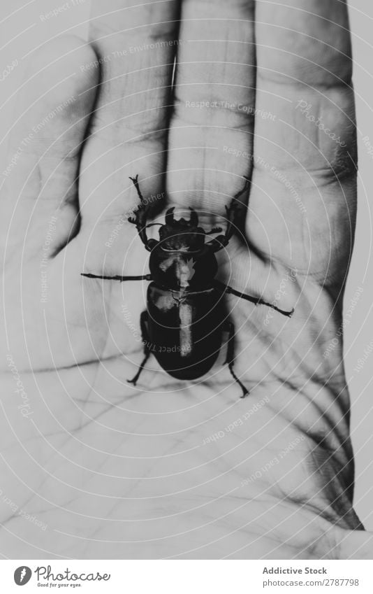 Big beetle on human palm Beetle Palm of the hand Human being Hand Insect Bug Dark Nature wildlife big Natural Conceptual design fauna Skin scarabaeus Fingers