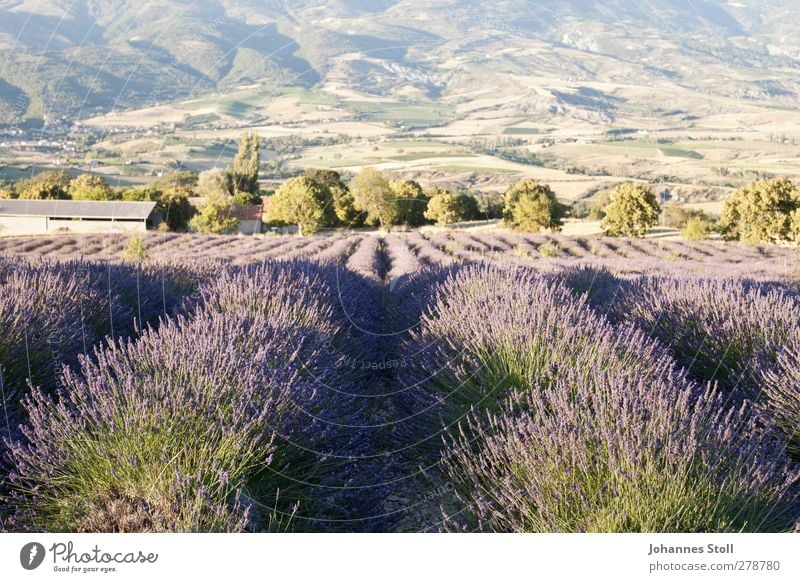 lavender field Herbs and spices Summer vacation Nature Landscape Plant Beautiful weather Bushes Agricultural crop Field Mountain Fragrance To enjoy Faded Violet