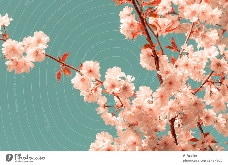 Cherry Blossom Trend Color Pantone Living Coral Lifestyle Elegant Style Exotic Wellness Harmonious Relaxation Calm Meditation Nature Plant Sky Cloudless sky