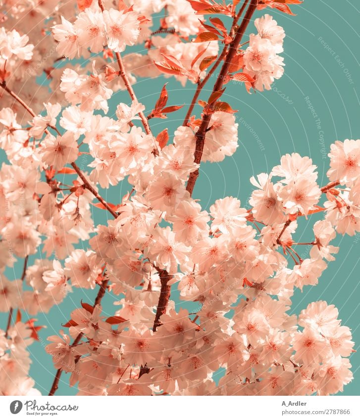Cherry blossom shade Pantone Living Coral and Emerald Lifestyle Elegant Style Harmonious Relaxation Summer Nature Plant Cloudless sky Spring Tree Cherry tree