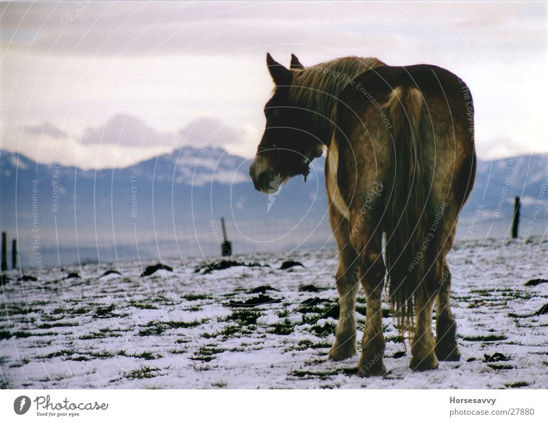 Blue Mountains Horse Panorama (View) Longing Bavaria Winter Alps Evening Large