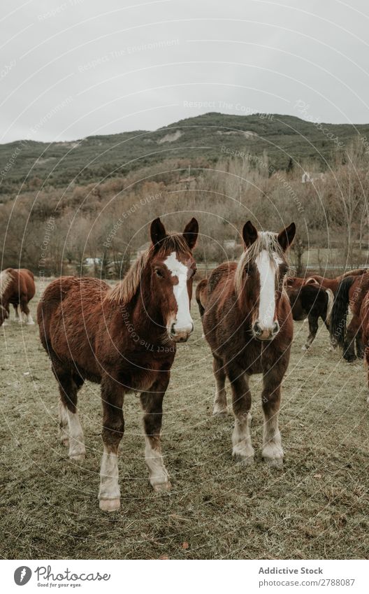 Beautiful horses on meadow Horse Meadow pasturing Pyrenees Funny Field Tree Hill Clouds Sky Mountain Mammal Animal equine Mane mare Breed Pony Domestic Head