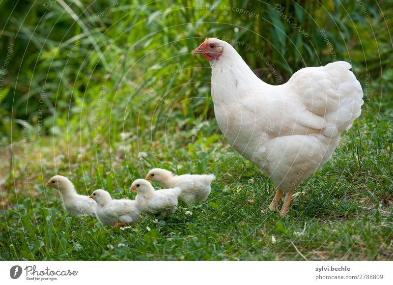 Glucke and their chicks Environment Nature Animal Spring Summer Plant Grass Bushes Garden Meadow Farm animal Barn fowl Group of animals Baby animal