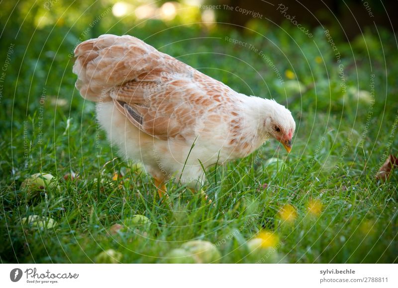 pullet Environment Nature Plant Animal Autumn Grass Garden Meadow Farm animal Wing Barn fowl 1 Baby animal Observe Walking Brown Green White Love of animals