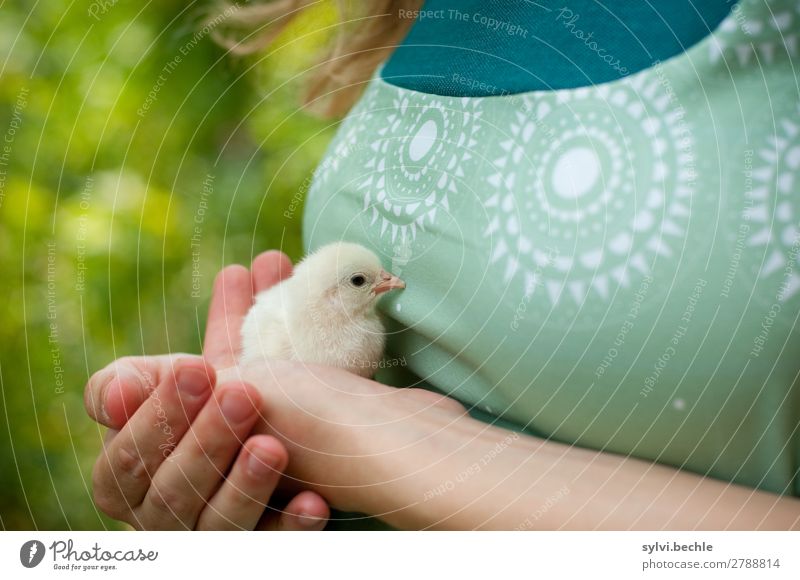 small chick Human being Feminine Young woman Youth (Young adults) Life Nature Plant Animal Spring Bushes Garden Chick Barn fowl Laying hen Baby animal Sit Cute