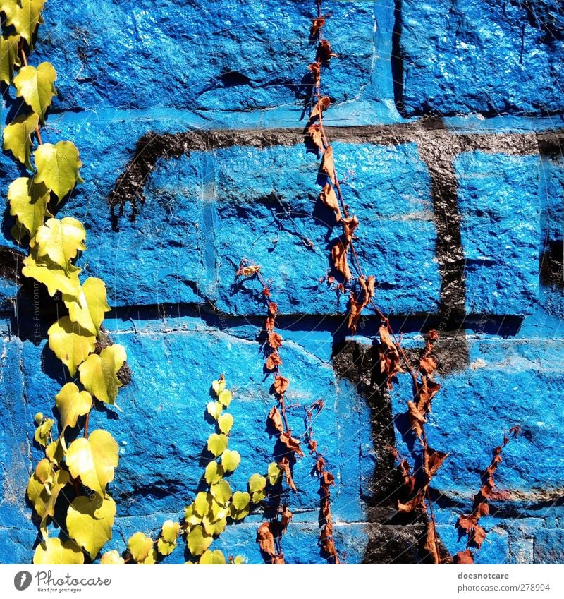 Blue graffiti on ivy grown wall Environment Wall (building) Graffiti Wall (barrier) Wall plant Ivy Creeper Plant Town Limp green Colour photo Multicoloured