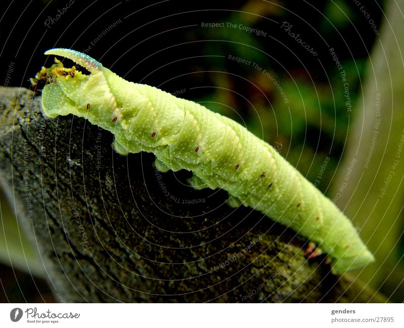 greenhorn Green Butterfly Larva Caterpillar Macro (Extreme close-up) Detail Antlers