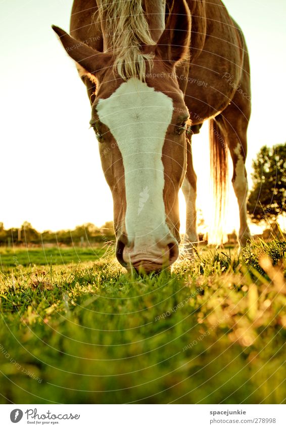 The golden horse Environment Nature Landscape Summer Beautiful weather Grass Meadow Field Animal Farm animal Horse 1 To feed Athletic Brown Yellow Horse's head