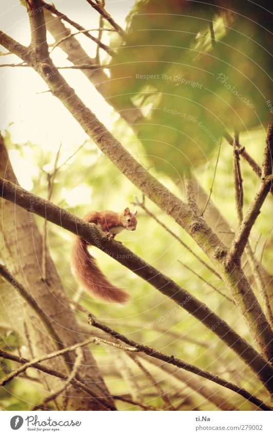 small observer Nature Summer Garden Park Wild animal Squirrel 1 Animal Baby animal Observe Wait Beautiful Small Yellow Gold Green Red Animal protection Climbing