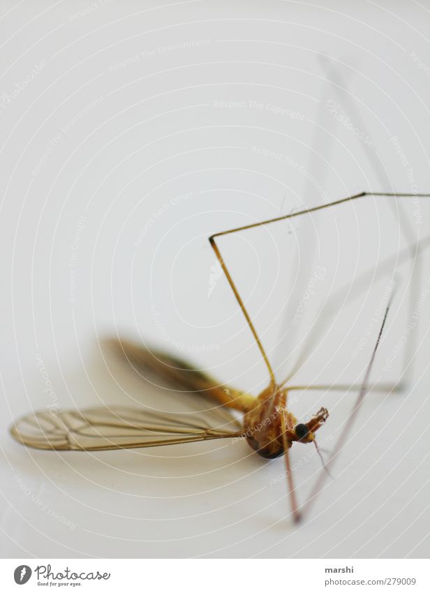 heat death Animal Dead animal Fly 1 Brown Death Crane fly Wing Legs Insect Disgust Colour photo Interior shot Close-up Detail Macro (Extreme close-up)