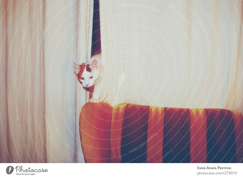retro tiger. Sofa Chair back Curtain Drape Animal Pet Cat 1 Observe Retro Curiosity Night Colour photo Subdued colour Interior shot Flash photo