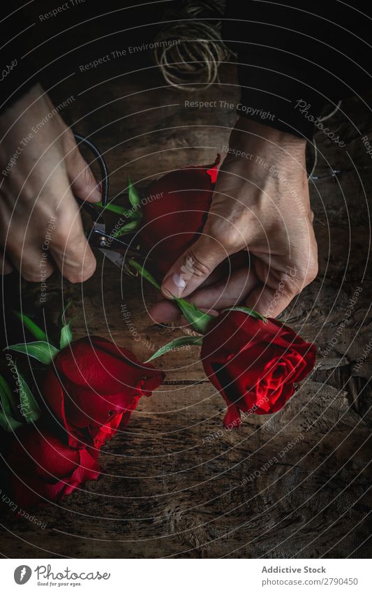 Unrecognizable woman making a bouquet of red roses Hand Rose Flower Woman Background picture Dark Card Blossom leave Red valentine Anniversary