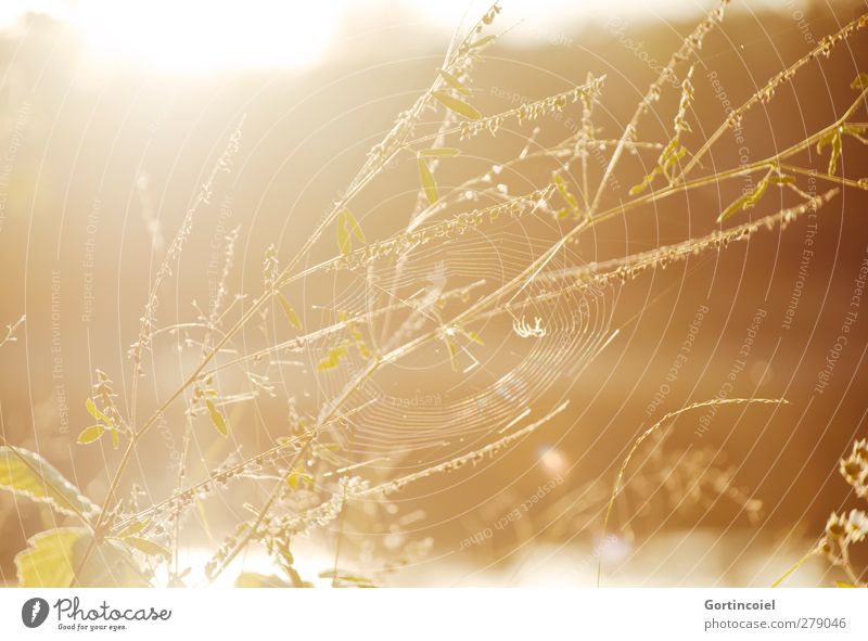 Spider in Gold Nature Sun Summer Beautiful weather Plant Lakeside Bright Yellow Spider's web Natural Colour photo Exterior shot Deserted Light Sunlight Sunbeam