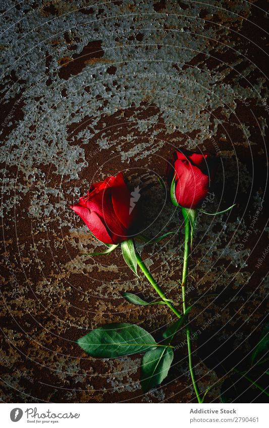 red roses with dark background Pink Rose Flower Dry Background picture Dark Card Blossom leave Red valentine Anniversary Feasts & Celebrations Love Romance
