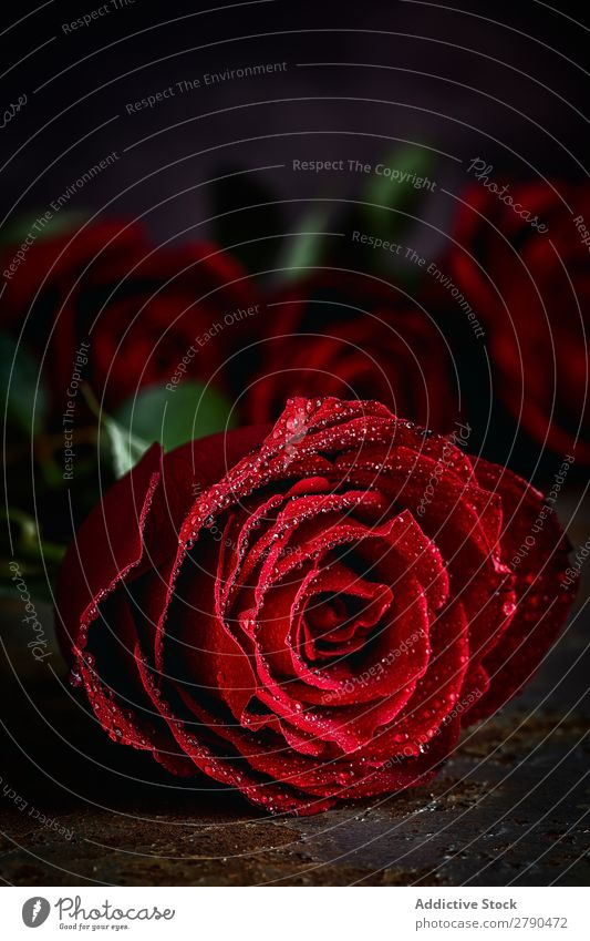 Red roses with dark background Pink Rose Flower Background picture Dark Card Blossom leave valentine Anniversary Feasts & Celebrations Love Romance Natural
