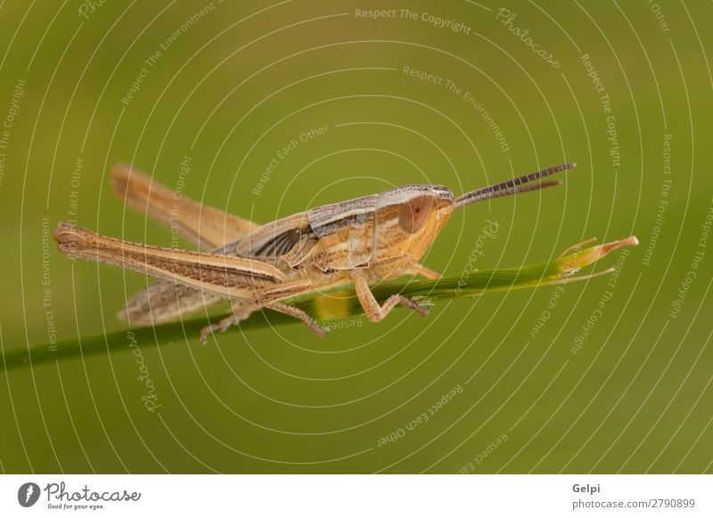 Macro of a small brown grasshopper Beautiful Summer Garden Environment Nature Plant Animal Flower Grass Leaf Antenna Large Natural Wild Brown Green Colour