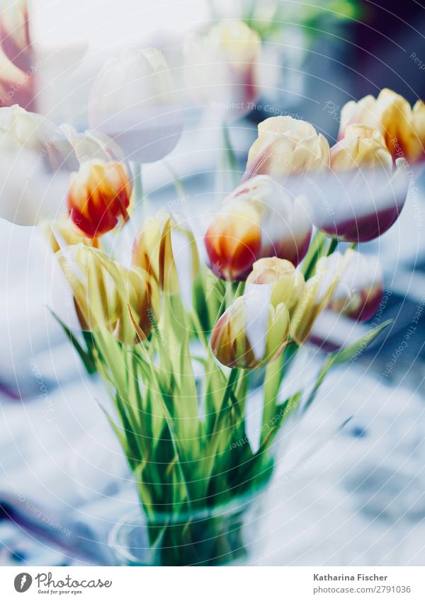 Flowers Bouquet Tulips Double Exposure Art Nature Plant Spring Summer Autumn Winter Leaf Blossoming Illuminate Blue Yellow Green Violet Orange Pink Red