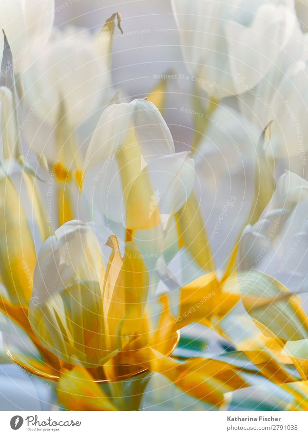 flowers white tulips bouquet double exposure Art Work of art Nature Plant Spring Summer Autumn Winter Flower Tulip Leaf Blossom Bouquet Blossoming Illuminate