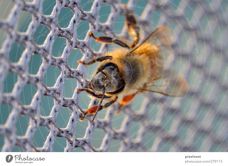 cross-linked Bee 1 Animal Net Network Hang Crawl Blue Brown Gray Orange Black Safety Honey bee Compound eye Feeler Wing Colour photo Exterior shot Close-up