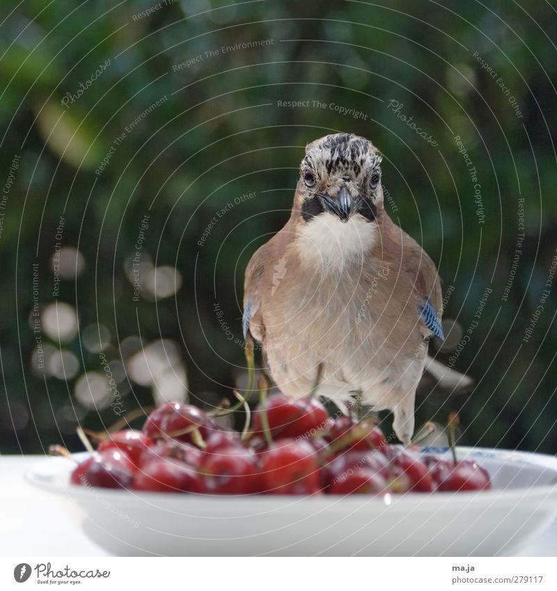 cherry costs Food Fruit Cherry Wild animal Bird Jay 1 Animal Plastic Observe Sit Free Delicious Curiosity Blue Brown Green Red White Colour photo Exterior shot