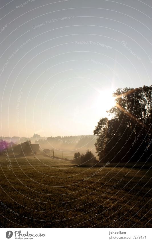 ...has gold in his mouth Calm Freedom Sun Landscape Cloudless sky Sunrise Sunset Sunlight Beautiful weather Fog Tree Grass Meadow Field Esthetic Fresh Wet Blue