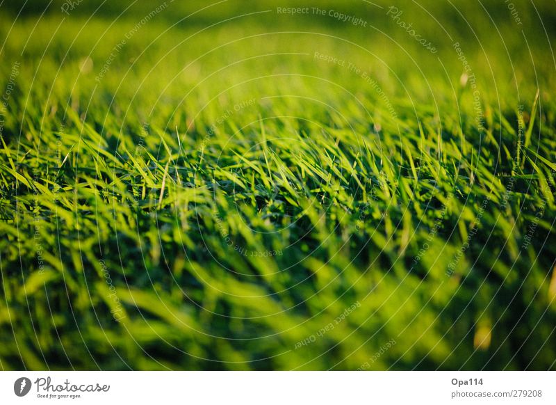 green fields Environment Nature Landscape Plant Animal Summer Weather Beautiful weather Grass Foliage plant Garden Park Meadow Field Relaxation Infinity Yellow
