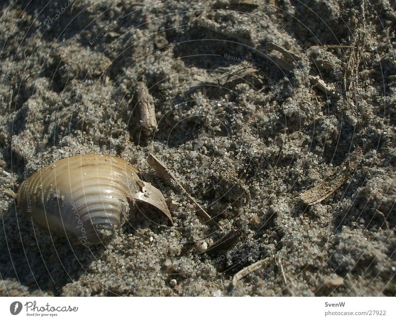 Mussel on the beach Beach Sand