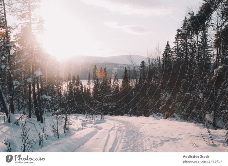 Snowy road near forest Street Winter Forest Landscape The Arctic Sky Clouds Weather Deserted Tree Conifer Asphalt Lanes & trails way Vacation & Travel Trip