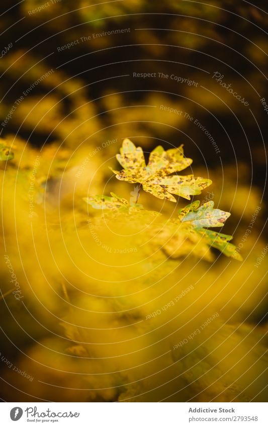 Background of autumnal leaves Autumn Leaf Background picture Yellow Nature Colour Seasons Pattern Multicoloured Holiday season Consistency Close-up
