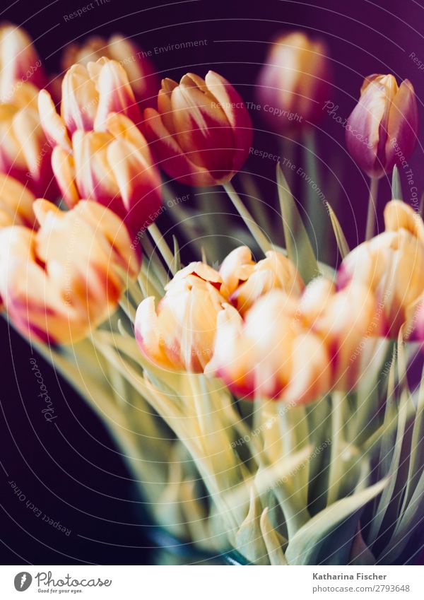 Spring Tulips Bouquet yellow red orange Nature Plant Summer Autumn Flower Leaf Blossom Blossoming Illuminate Fragrance Beautiful Multicoloured Yellow Green