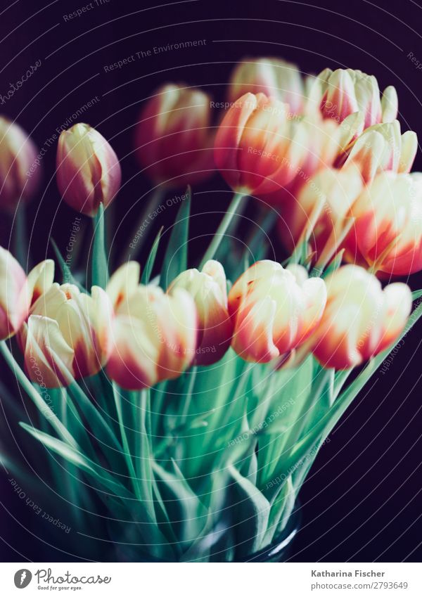 Tulips yellow orange red bouquet of flowers Nature Plant Spring Summer Autumn Flower Leaf Blossom Bouquet Blossoming Illuminate Yellow Green Orange Pink Red