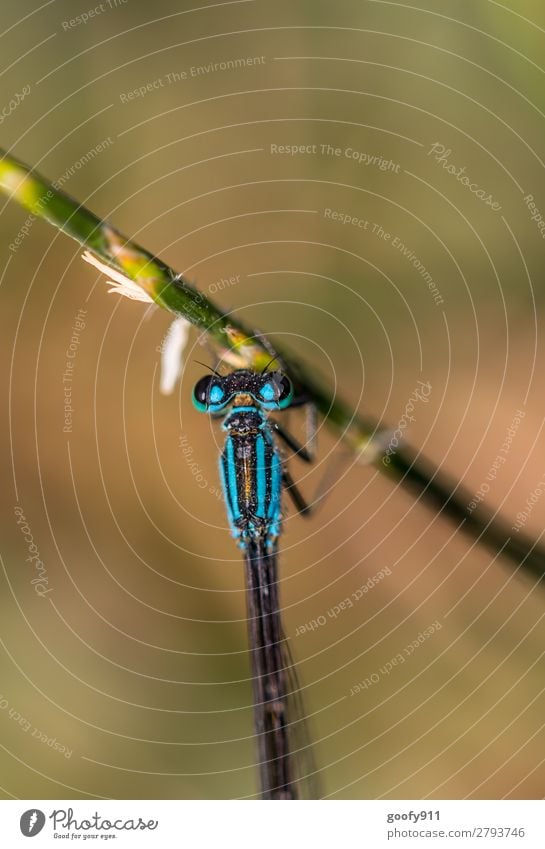 blue dragonfly Trip Adventure Expedition Nature Spring Summer Grass Bushes Foliage plant Garden Park Meadow Virgin forest Animal Wild animal Animal face Wing 1
