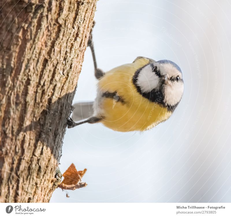 Curious Blue Tit Nature Animal Sky Sunlight Beautiful weather Tree Wild animal Bird Animal face Wing Claw Tit mouse Beak Eyes Feather 1 Observe Hang Looking