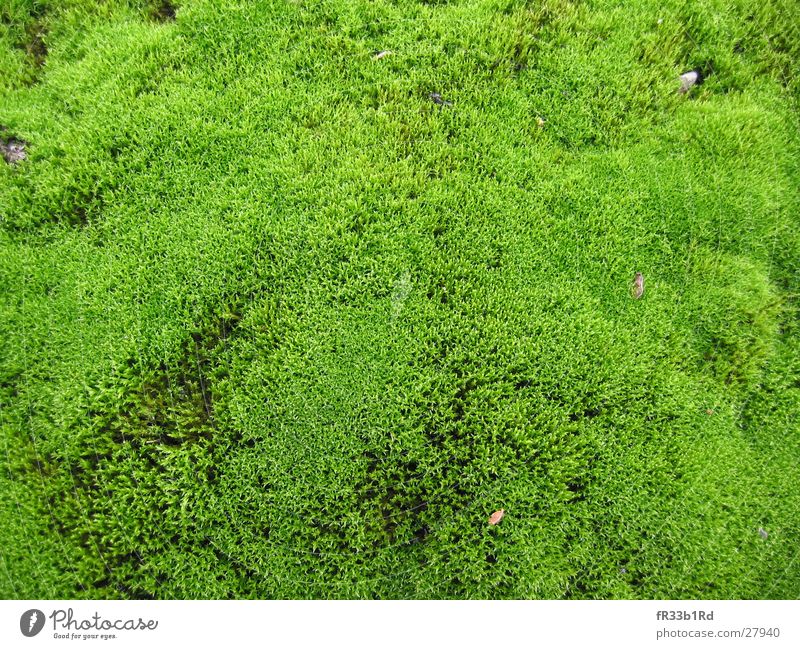 MicroForrest Green Forest Plant Soft Detail Structures and shapes Moss