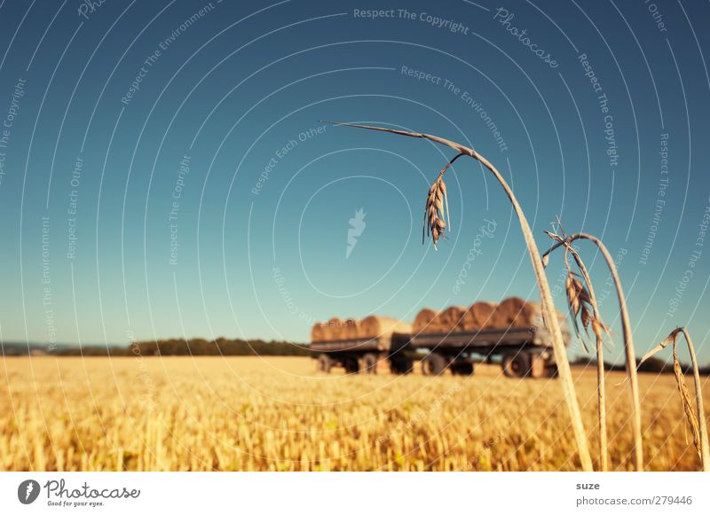 scarecrows Food Grain Environment Nature Landscape Sky Horizon Summer Beautiful weather Field Authentic Natural Blue Yellow Growth Straw Bale of straw