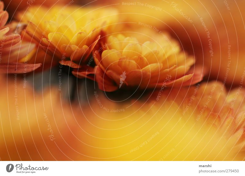 summer colour Plant Flower Orange Aster Blossom Blur Blossoming Summer Colour photo Exterior shot Close-up Detail Macro (Extreme close-up)