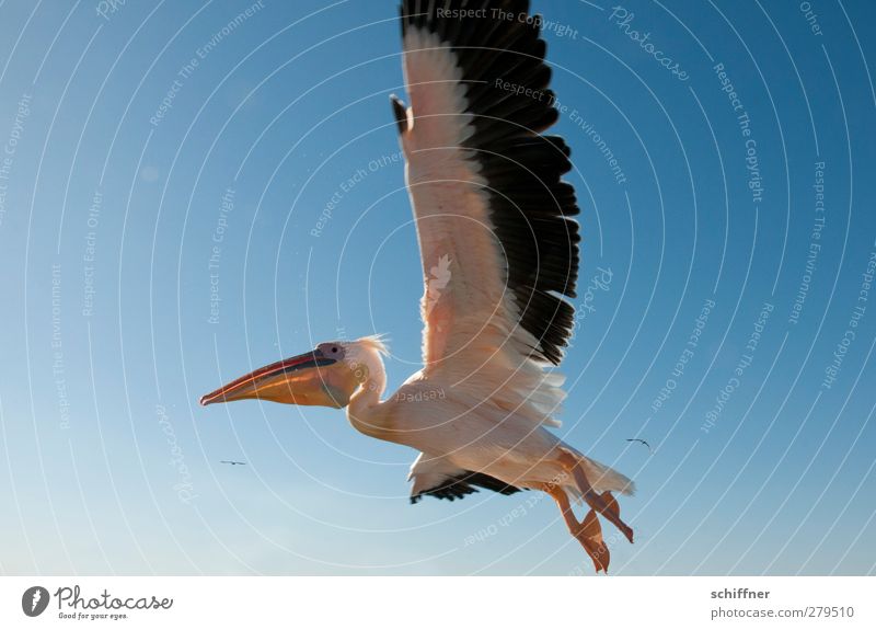 low-flying aircraft Nature Sky Sky only Cloudless sky Animal Wild animal Bird 1 Flying Pelican Low-flying plane Wing Span Beak Walvis bay Namibia Colour photo