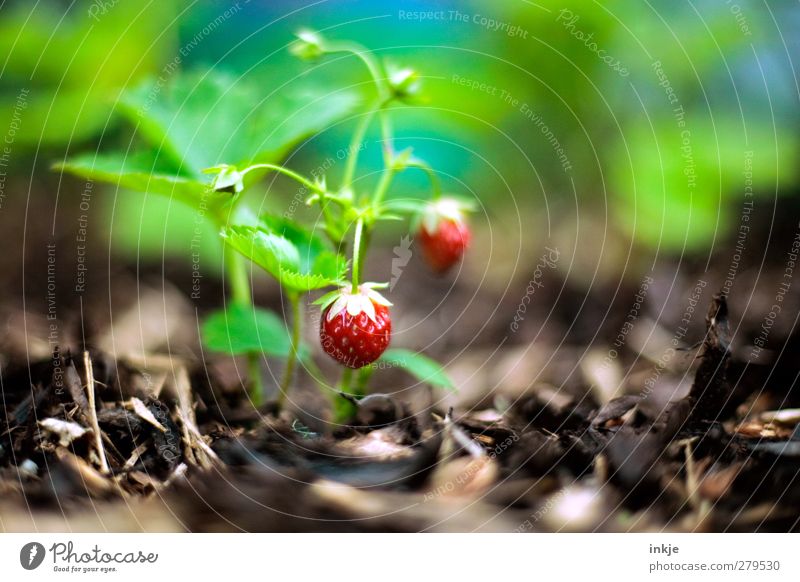 strawberries Food Fruit Strawberry Nutrition Gardening Agriculture Forestry Summer Agricultural crop Growth Fresh Healthy Delicious Sustainability Round Juicy