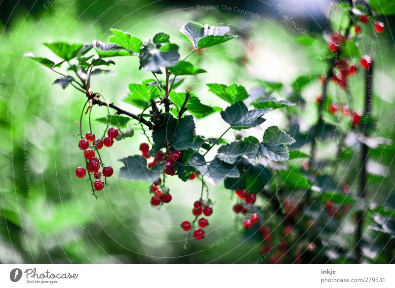 currants Fruit Nutrition Gardening Agriculture Forestry Summer Plant Bushes Agricultural crop Redcurrant Hang Growth Fresh Healthy Delicious Sustainability