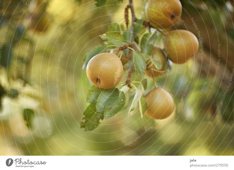 Ripe fruits Food Fruit Pear Environment Nature Summer Plant Tree Leaf Agricultural crop Pear tree Healthy Delicious Fruity Mature Colour photo Exterior shot